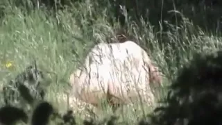 voyeur tapes a curly haired brunette girl with firm booty riding her boyfriend  in nature