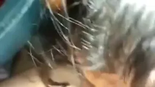 Beautiful blowjob shomicides till she sucks it off dry