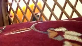 Madagascar island big boobed girlfriend suck cock when parents are out of house