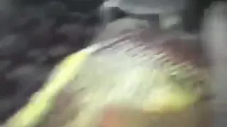 Big booty brunette sucks, rides and has doggystyle sex.