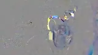 Chubby pigtailed girl sucks his cock hard for a ride