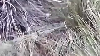 dude tapes his friend spoonfucking his girlfriend  in nature