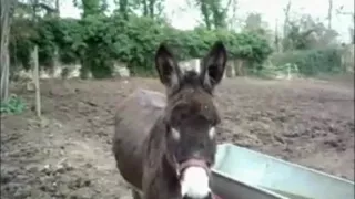 Mature couple makes a sextape in nature