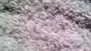 Amateur girl with two toys in her ass and pussy