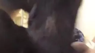 Fafanje, Hardcore, Strapon