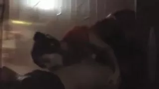 Creampie fucking in the gym