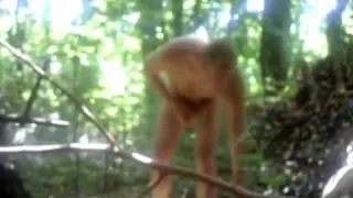 Verschlingen im Wald