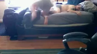 Breeding a bear buddy