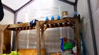 Just some anal play scraps