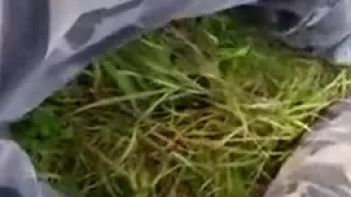 Public stroke in park with army panties