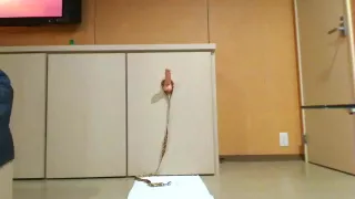 Irrationales Training von Chika?