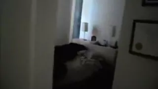 Wake Up Head for California Brown Bear