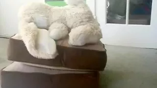 Greater Amount diaper humping act