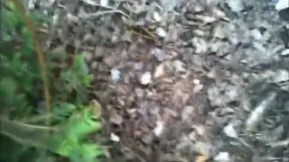 oriental loves to jerk off