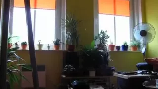 Samira - dance - ass shakin (Papi)