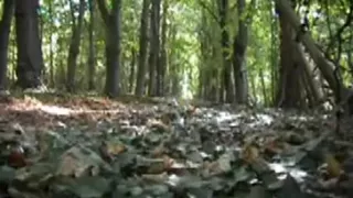 Herumlungern im Wald