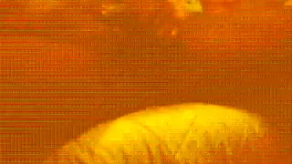 Amatør, Gay, Interracial