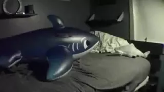 Intex Shark and Fatty