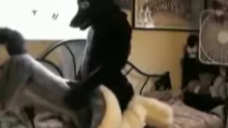 Wolf Acquires Yiffed By The Egyptian God