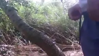 Reife mit großem Schwanz