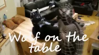Wolf on the table with Venom