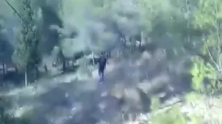 Amateur cruising in the woods III