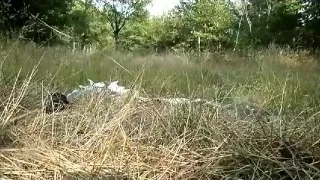 neuer Faustfick im Wald nach langem Warten