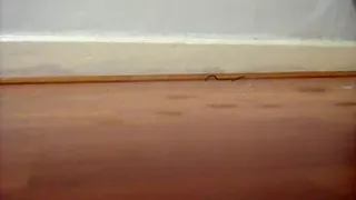 stockings and diaper, with suprise