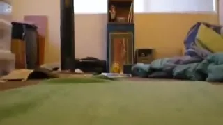 DPed by two dolphin toys