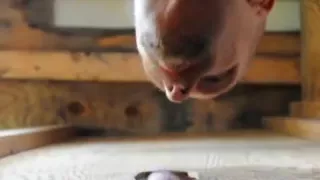 TheCarnivore, sucking loads out of nice hard cocks again