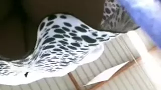 Valuable butts of random ladies and hotties upskirt on the street