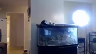 captainamericassextape cam movie on 2/1/15 7:24 from chaturbate