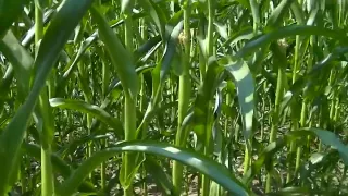 Bella-coxx - Uberraschungsfick im Feld