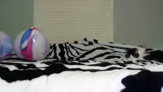 petiteprincess0 dilettante movie on 1/28/15 08:03 from chaturbate