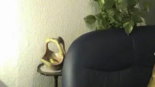 Hawt blond wench anal fuck and cum eating