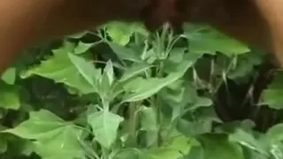 aged nympho represents