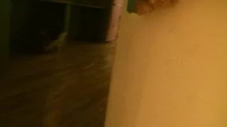 Oral-Stimulation floozy deepthroats and asslicks