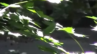 Voyeur twenty in the woods, no pants, merely 4 Voyeurs (MrNo)