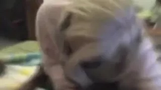 Non-Professional Oral-Stimulation White Babe Dark Ramrod