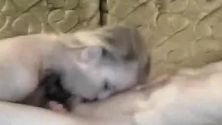 Charming legal age teenager licking ramrod and sucking balls