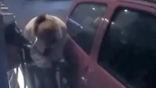 Flashing Melons Public