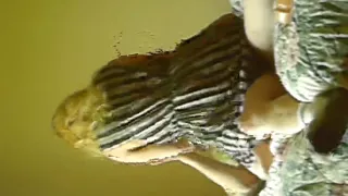 Big sex toy up my fat wet crack