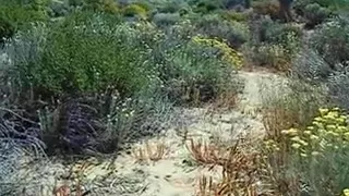 fucking in cabopino nudist beach in spain