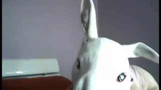 Donnie Darko fuckmeat porn on webcam