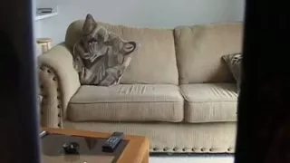 fucking my busty latin girlfriend  on a couch