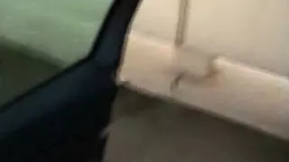 Amazing brunette sucking cock in the car