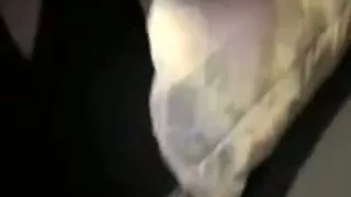 Small pointer GFs girlfriend can't live out of to ride him