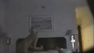 Blondie sucks cock on a huge bed