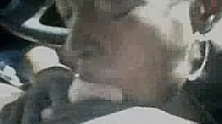 Black Hooker BJ in Car