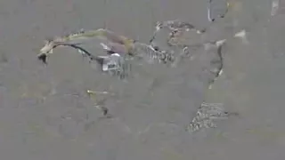 Couple having a hot fuck on the couch